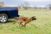 Fritz Dog Kennels Dedication WB, 29 March 19 (35)