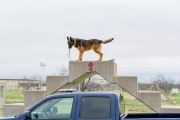 Fritz Dog Kennels Dedication WB, 29 March 19 (56)